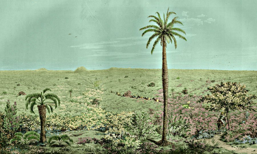 Etching 23 Thickets  from Martius's Flora Brasiliensis 1840. Thanks to Lehigh U., Special Collections ! Color by C. Miranda Chor