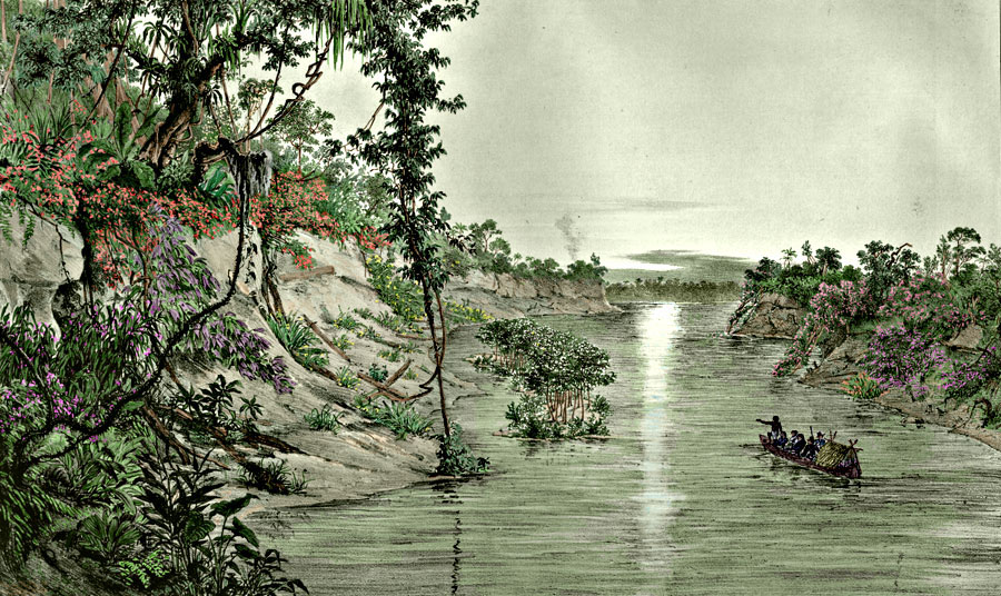 Etching 25 Japura river  from Martius's Flora Brasiliensis 1840. Thanks to Lehigh U., Special Collections ! Color by Alberto and C. Miranda Chor