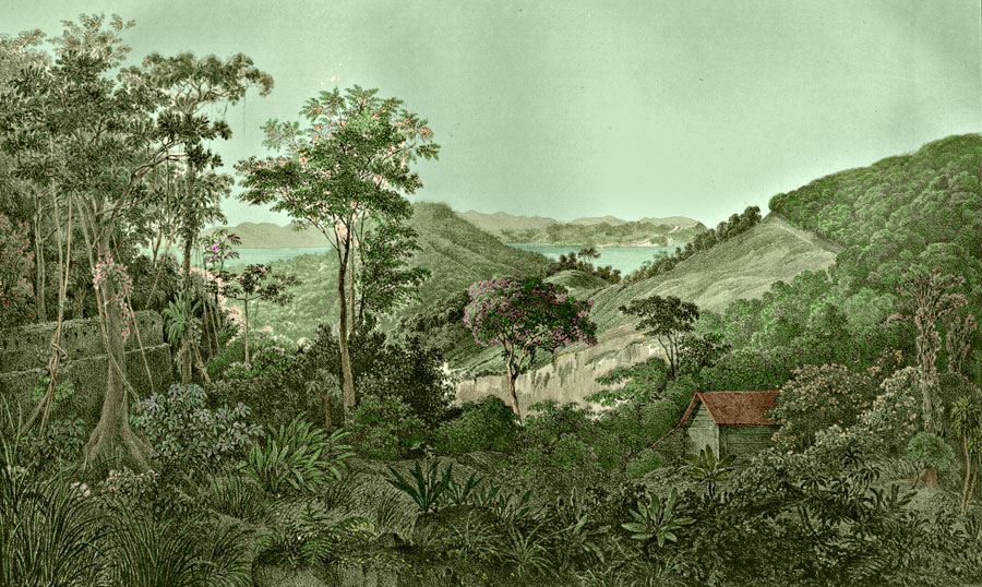 Etching 27 Corcovado forest  from Martius's Flora Brasiliensis 1840. Thanks to Lehigh U., Special Collections ! Color by C. Miranda Chor