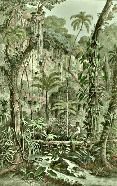 Etching 34 Ancient forest from Martius's Flora Brasiliensis 1840. Thanks to Lehigh U., Special Collections ! Color by C. Miranda Chor