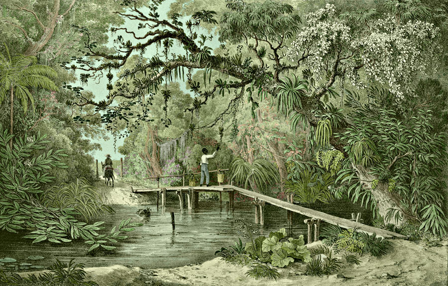 Etching 35 Wooden Bridge from Martius's Flora Brasiliensis 1840. Thanks to Lehigh U., Special Collections ! Color by C. Miranda Chor