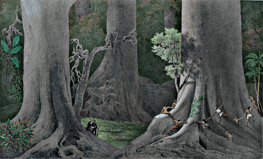 Etching 9 Ancient trees from Martius's Flora Brasiliensis 1840. Thanks to Lehigh U., Special Collections ! Color by C. Miranda Chor